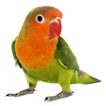 Sun Conure